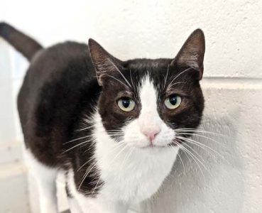 Pet of the Week